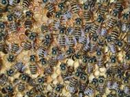 طرح توجیهی پرورش و نگهداری زنبور عسل به همراه پاورپوینت