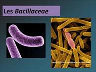 تحقیق خانواده باسیلاسه Bacilaceae