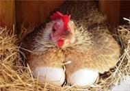 پاورپوینت مروری بر انرژی در جیره غذایی و ارتباط آن با پروتئین (مرغ تخم گذار)